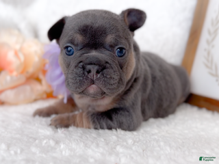 French Bulldog dogs Macaroon - Ad 10