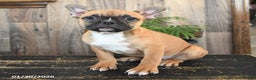 Frenchton dogs for sale: Holiday - Ad 2