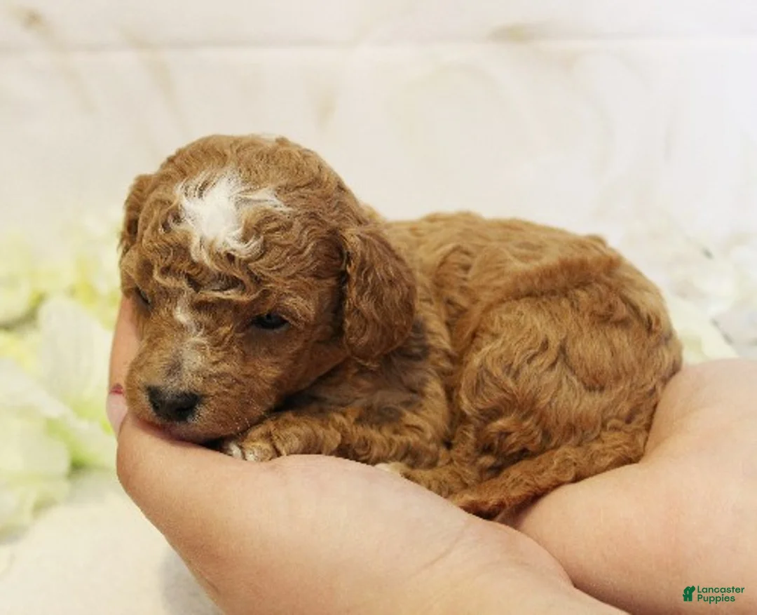 Toy Poodle dogs for sale: Penelope - Ad 3