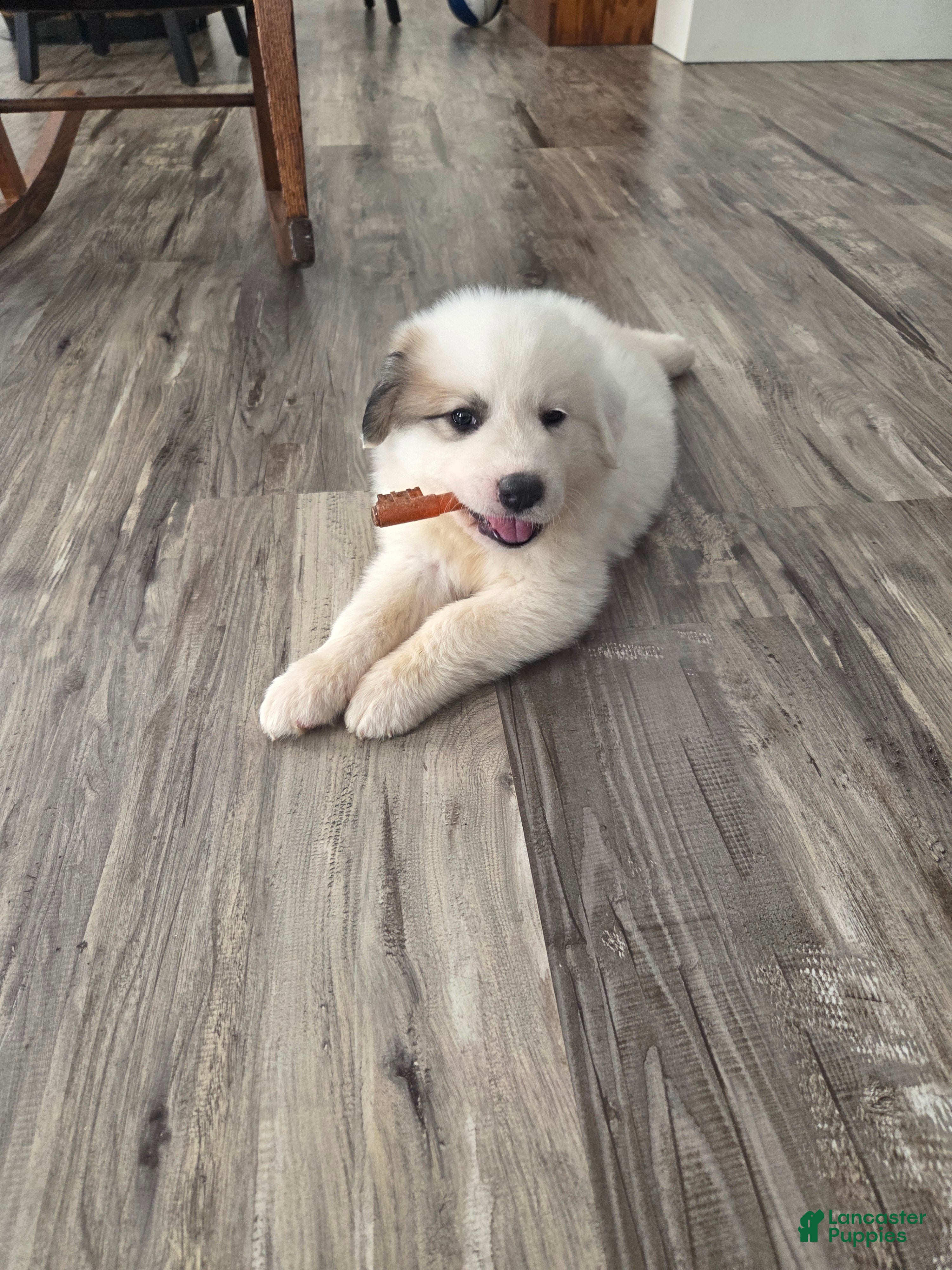 Great Pyrenees dogs Lily  - Ad 2
