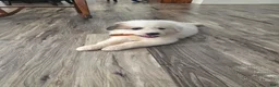 Great Pyrenees dogs for sale: Lily  - Ad 2