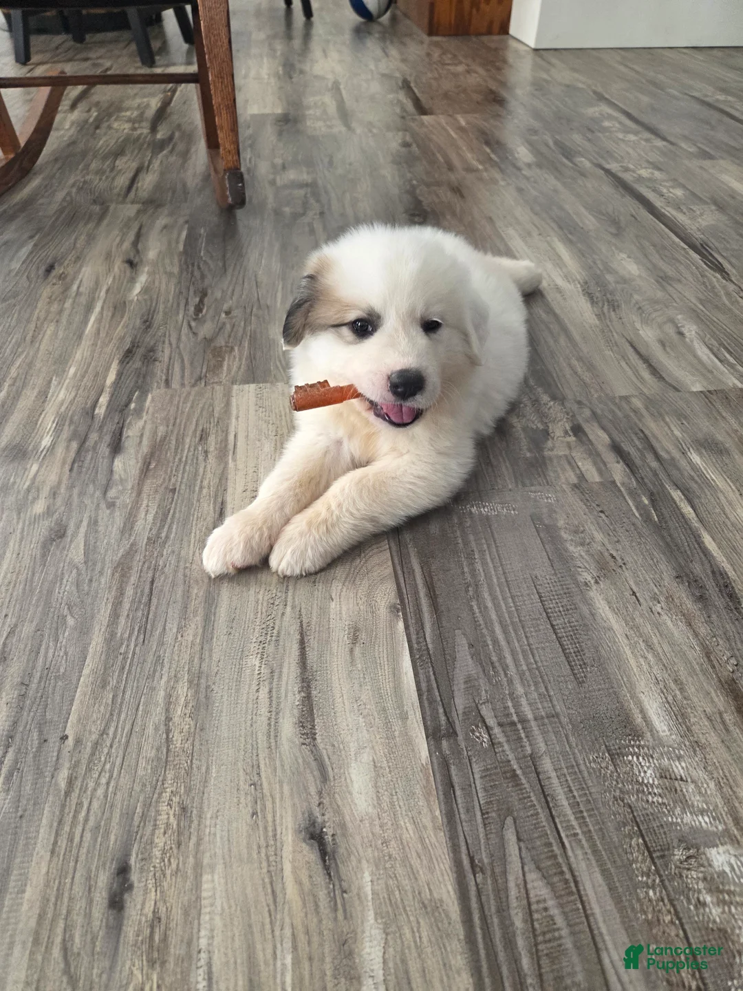 Great Pyrenees dogs for sale: Lily  - Ad 2