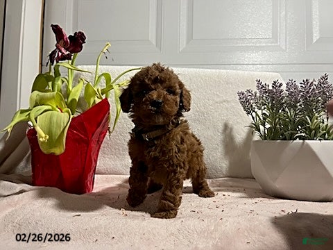 Miniature Poodle dogs Cody - Ad 1