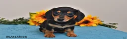 Miniature Dachshund dogs for sale: Benji - Ad 3