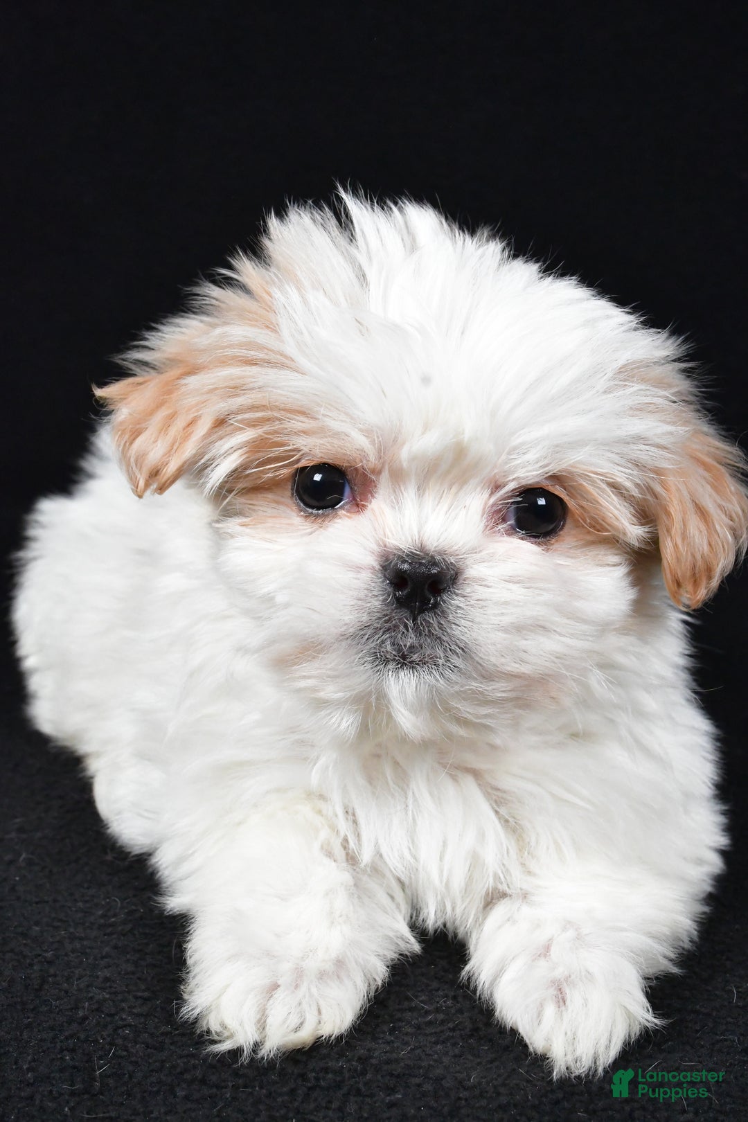 Malshi dogs for sale: Kylie - Ad 4