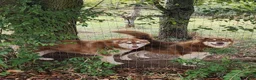 Alaskan Malamute dogs for sale: Wanda - Ad 6