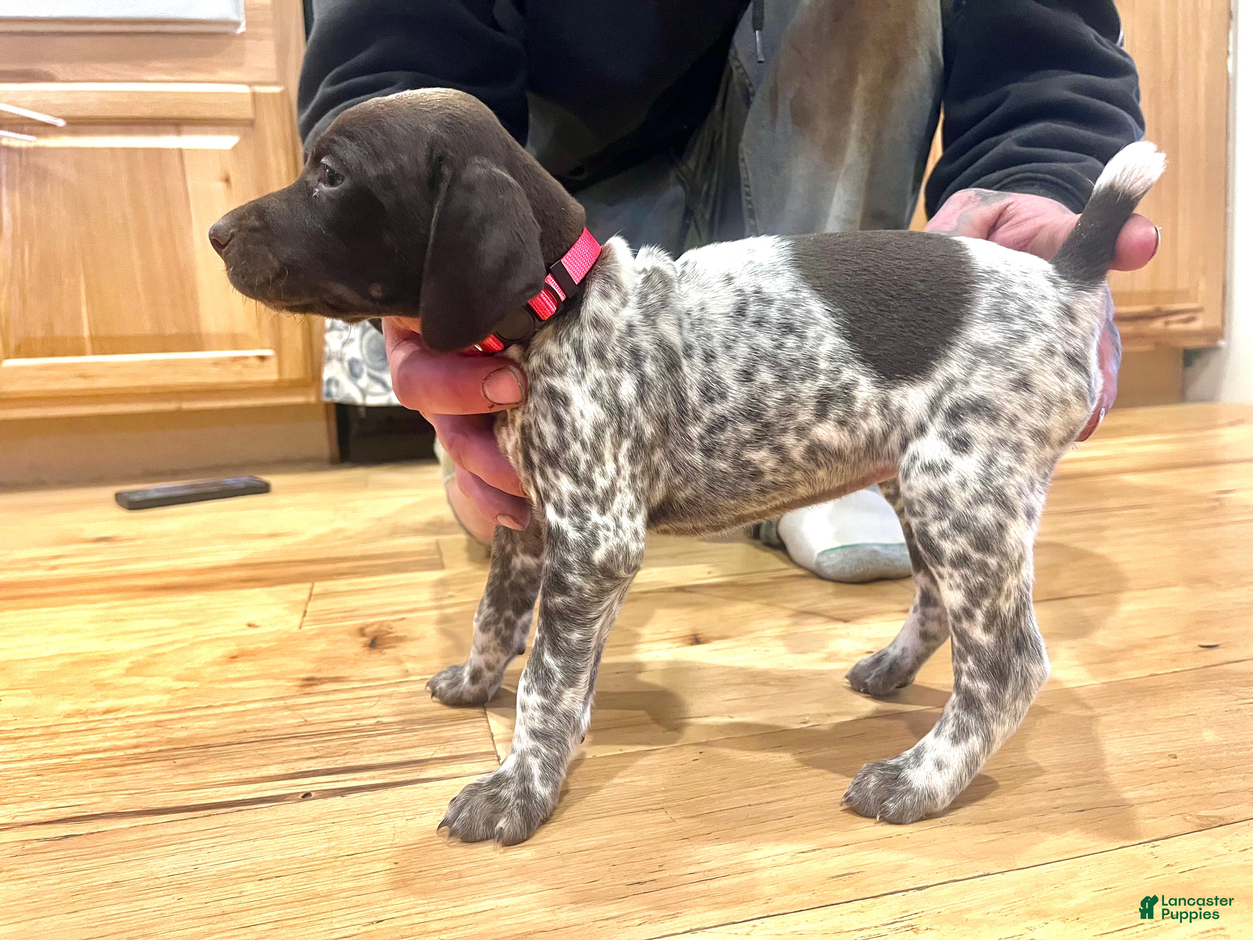 German Shorthaired Pointer dogs Charlotte Johnson  - Ad 12