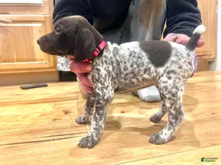 German Shorthaired Pointer dogs Charlotte Johnson - Ad 12
