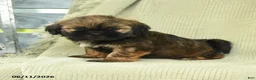 Shih Tzu dogs for sale: Harper - Ad 2