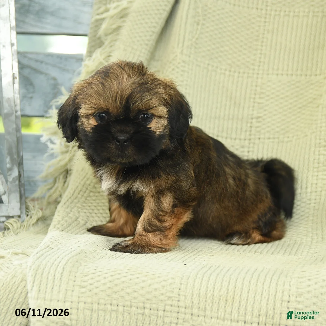 Shih Tzu dogs for sale: Harper - Ad 2