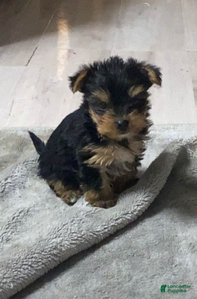 Yorkshire Terrier dogs Yorkshire Terrier Puppy 1 - Ad 14
