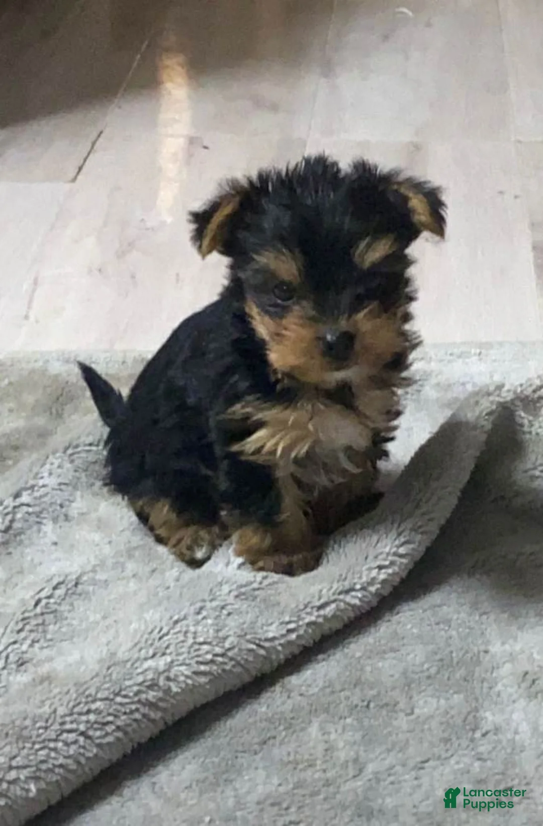 Yorkshire Terrier dogs for sale: Yorkshire Terrier Puppy 1 - Ad 1