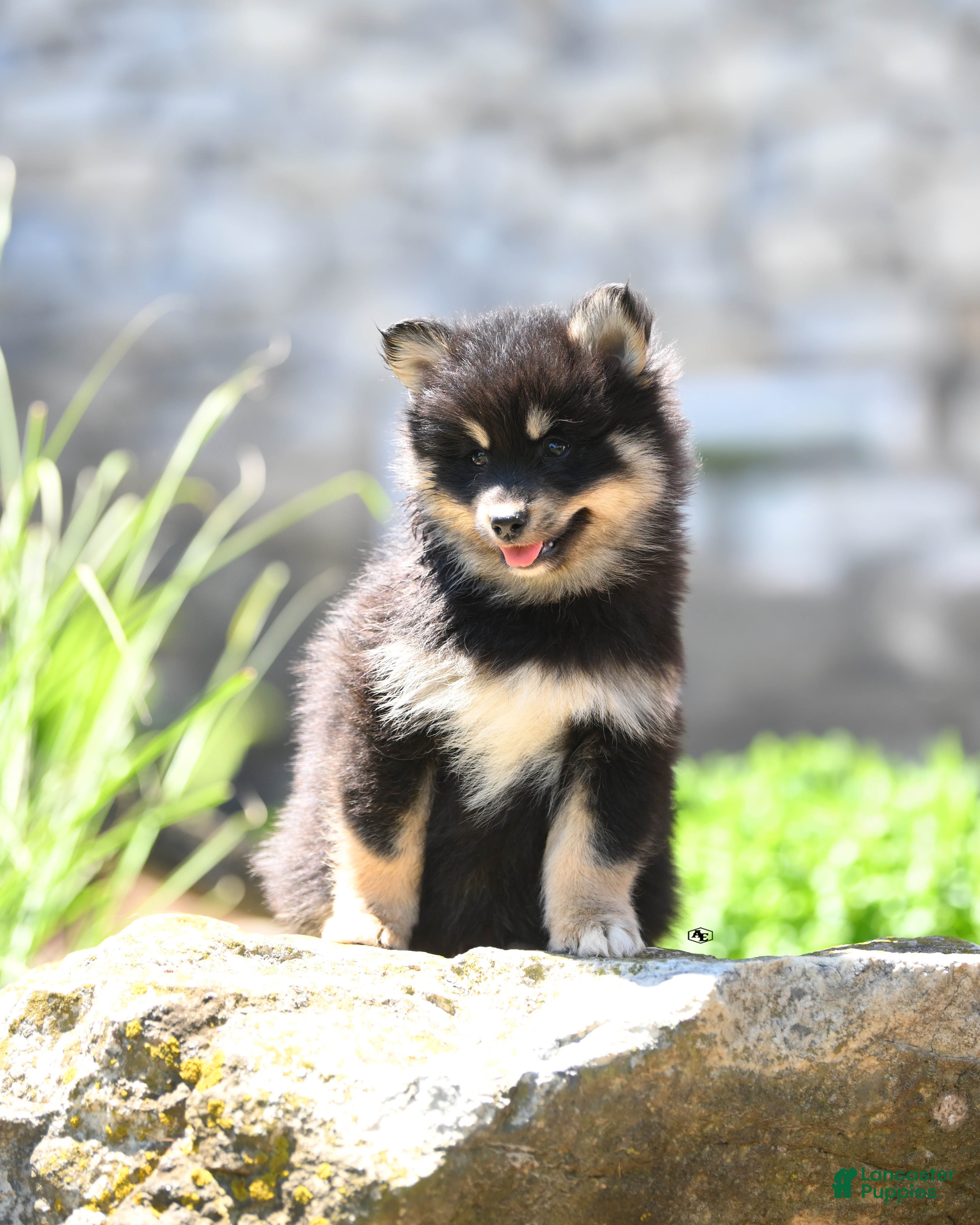 Pomsky dogs Finley  - Ad 2