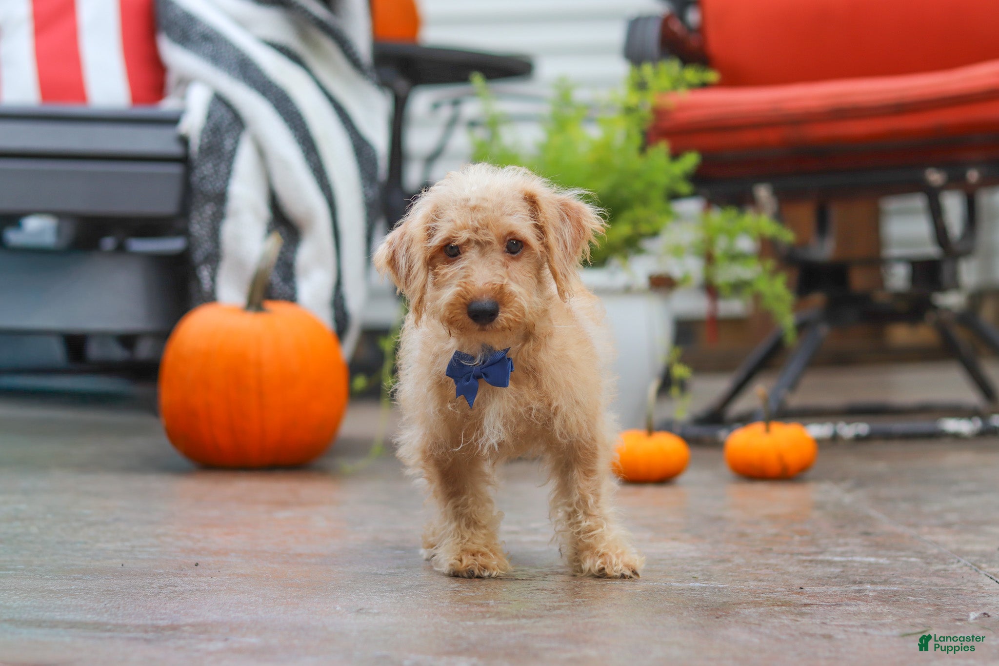 Schnoodle dogs Scout - Ad 2