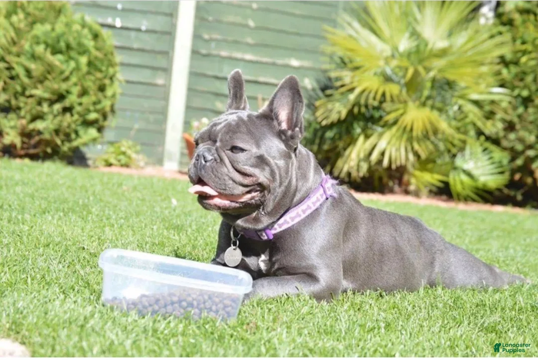 French Bulldog dogs for sale: Lexi Blue Eyes Blue Frenchie Pup - Ad 4