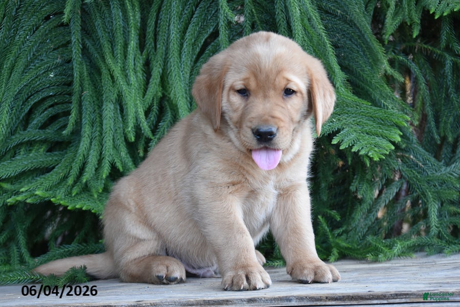 Goldador dogs for sale: Dutton - Ad 1