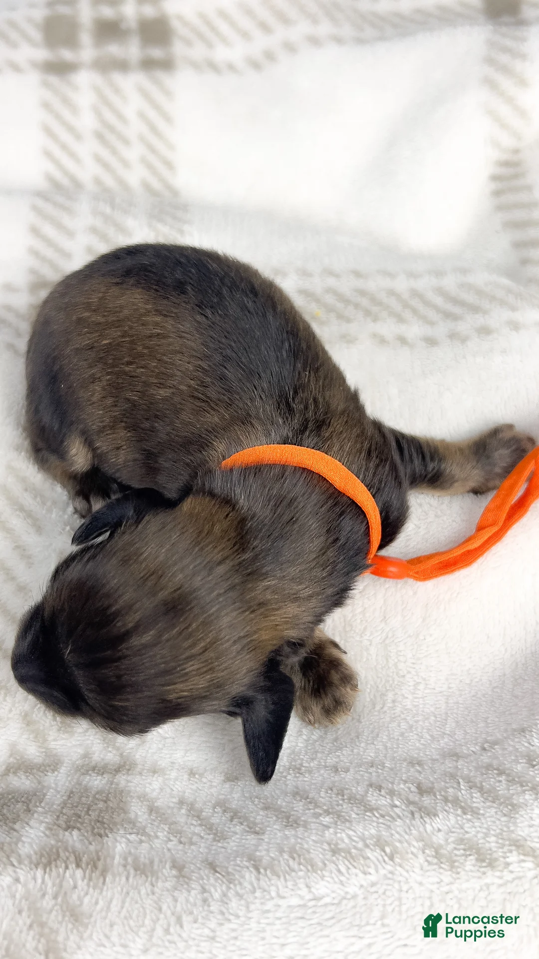 Miniature Dachshund dogs for sale: Frank - Ad 2