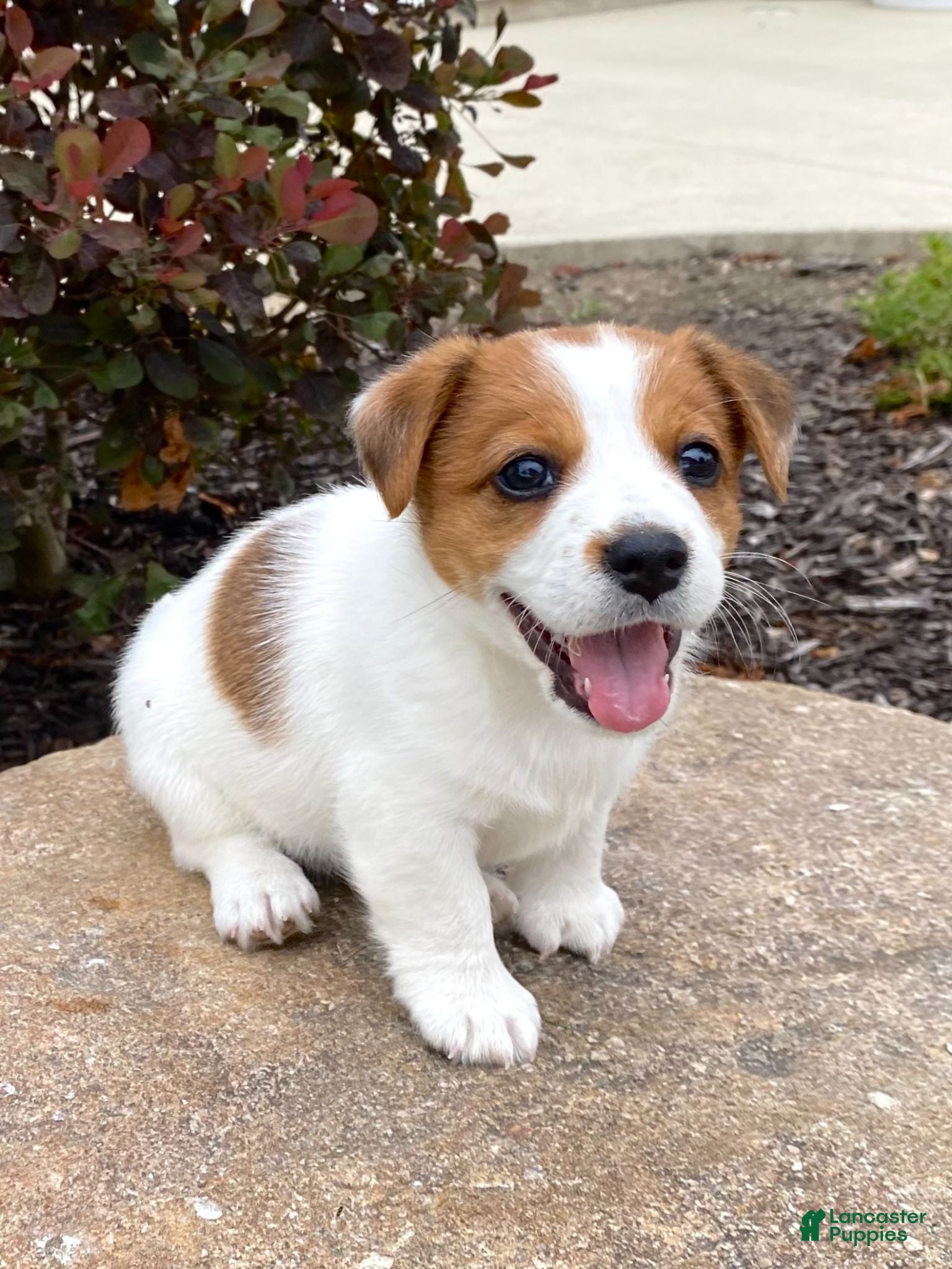 Jack Russell Terrier dogs for sale: Tallie - Ad 1