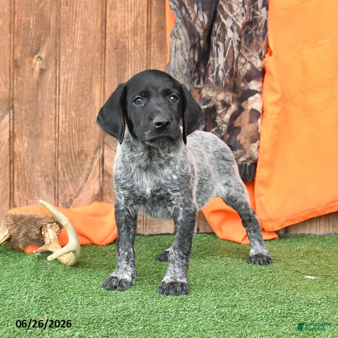 German Shorthaired Pointer dogs for sale: Spark  - Ad 1