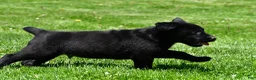 Labrador Retriever dogs for sale: Parker - Ad 5