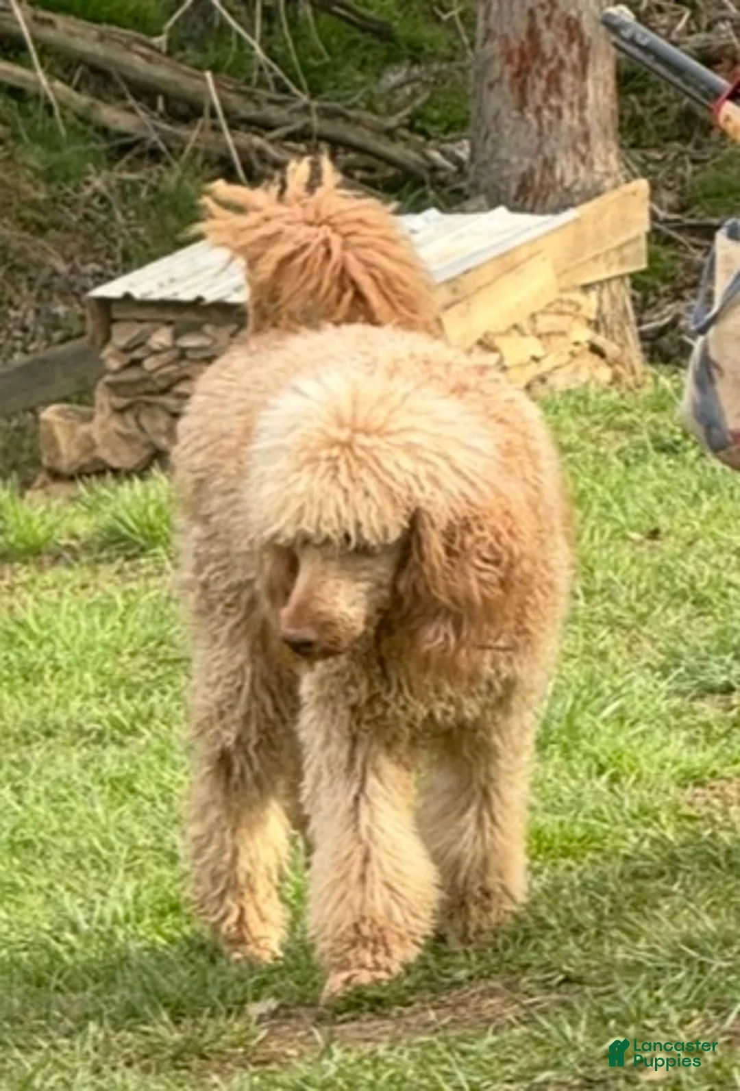 Aussiedoodle dogs for sale: Aussiedoodle Puppies  - Ad 2