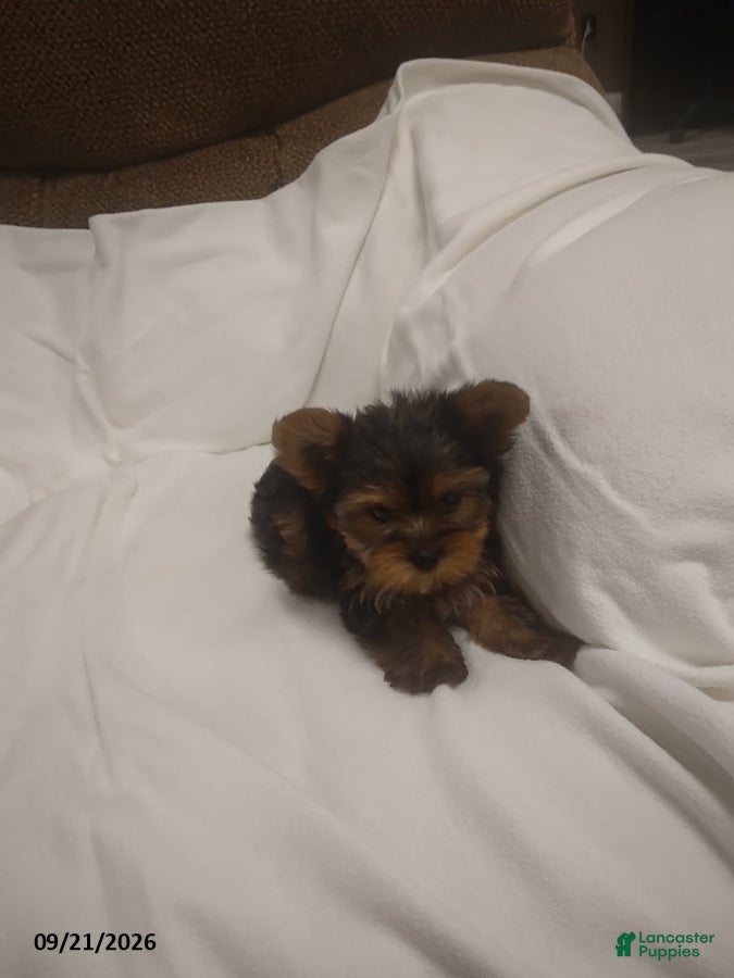 Yorkshire Terrier dogs Teddy - Ad 2