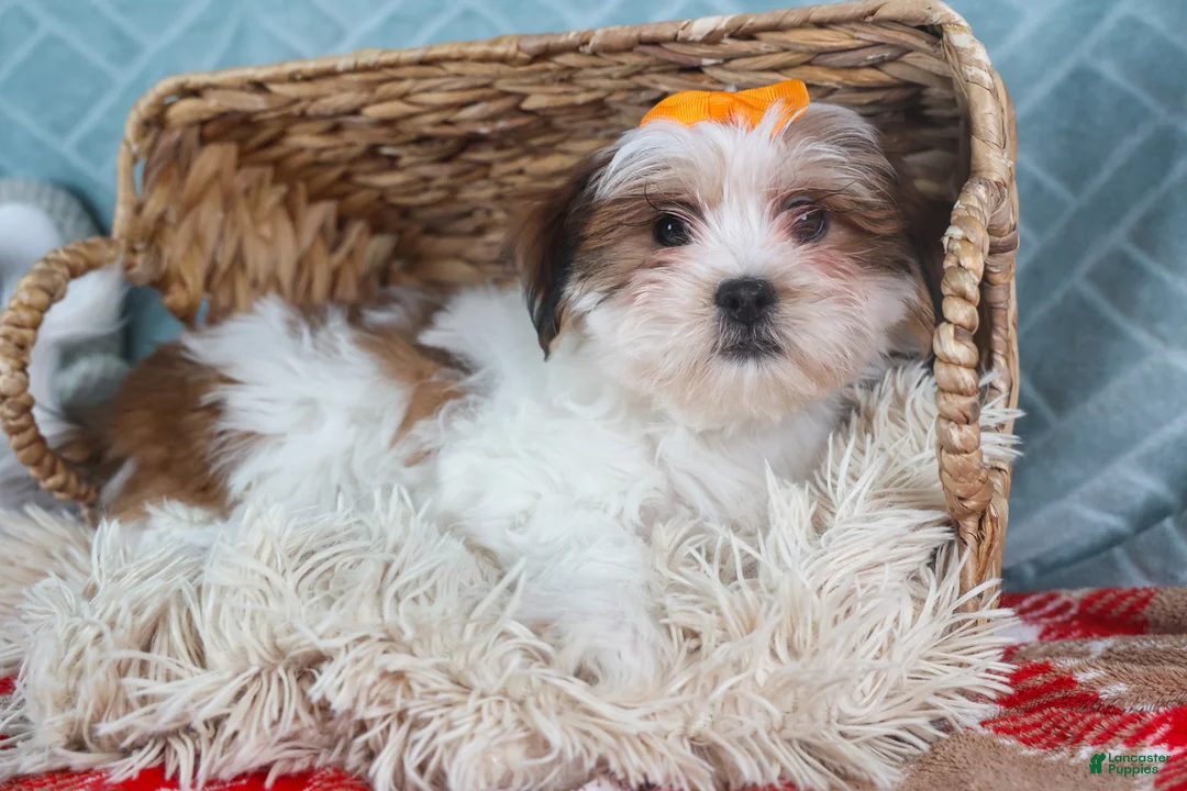 Teddy Bear dogs for sale: GEORGE - Ad 8