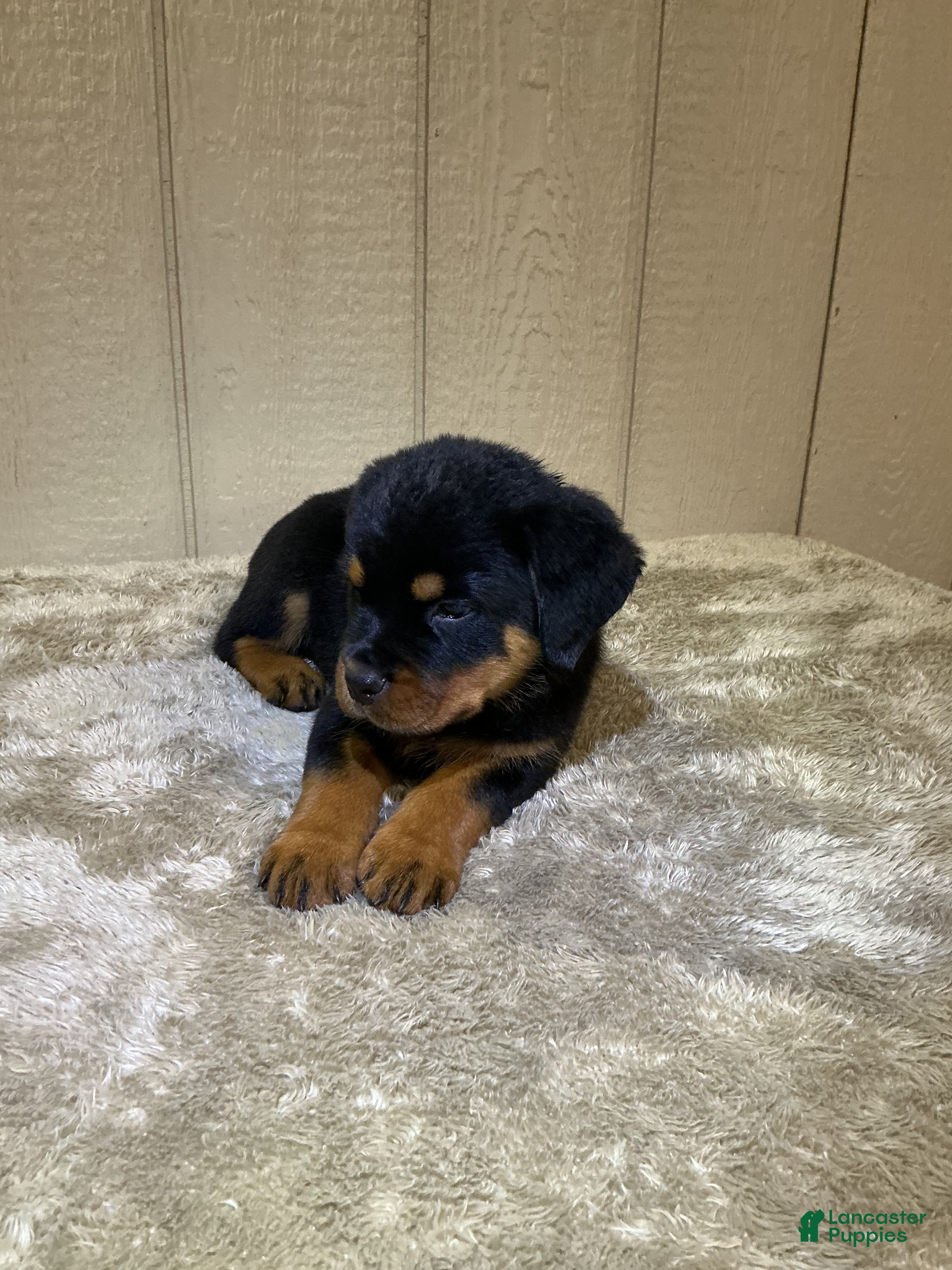 Rottweiler dogs Rottweiler 5 - Ad 1