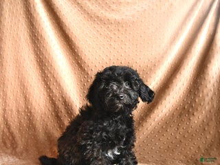 Mini Aussiedoodle dogs - Ad 13