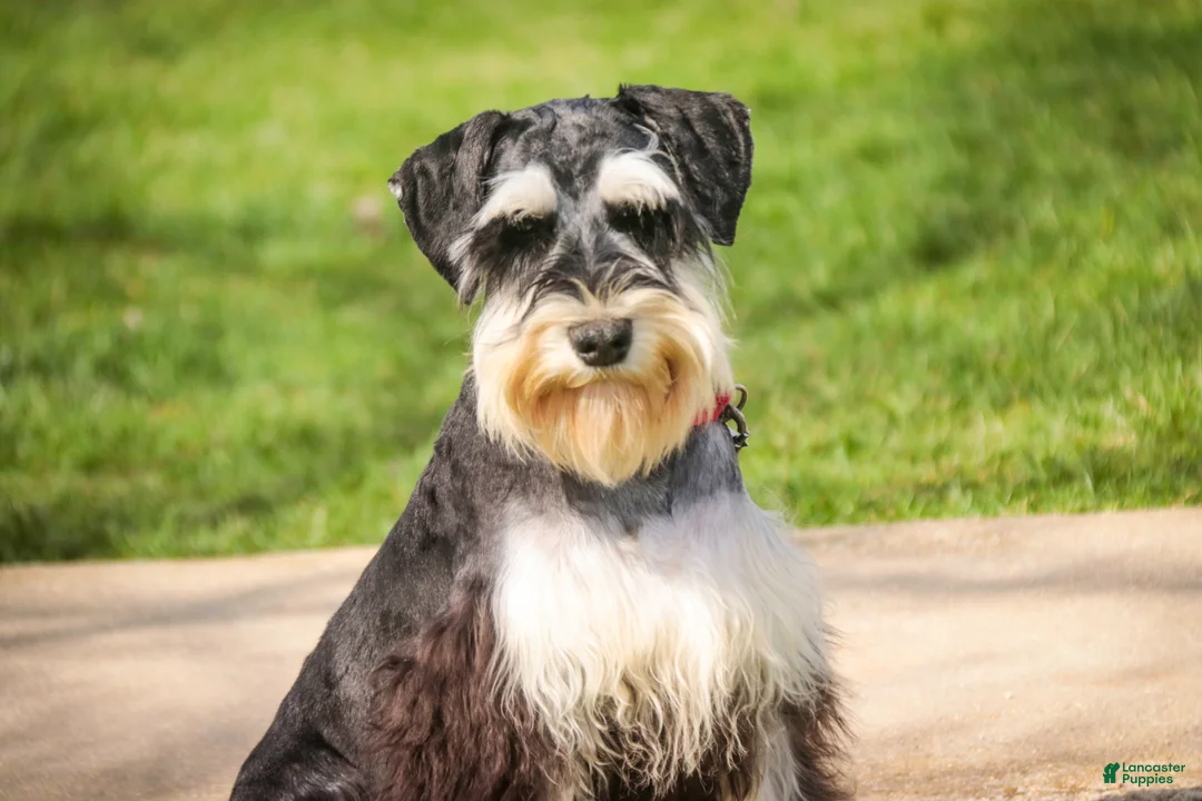 Miniature Schnauzer dogs for sale: Frederic - Ad 2