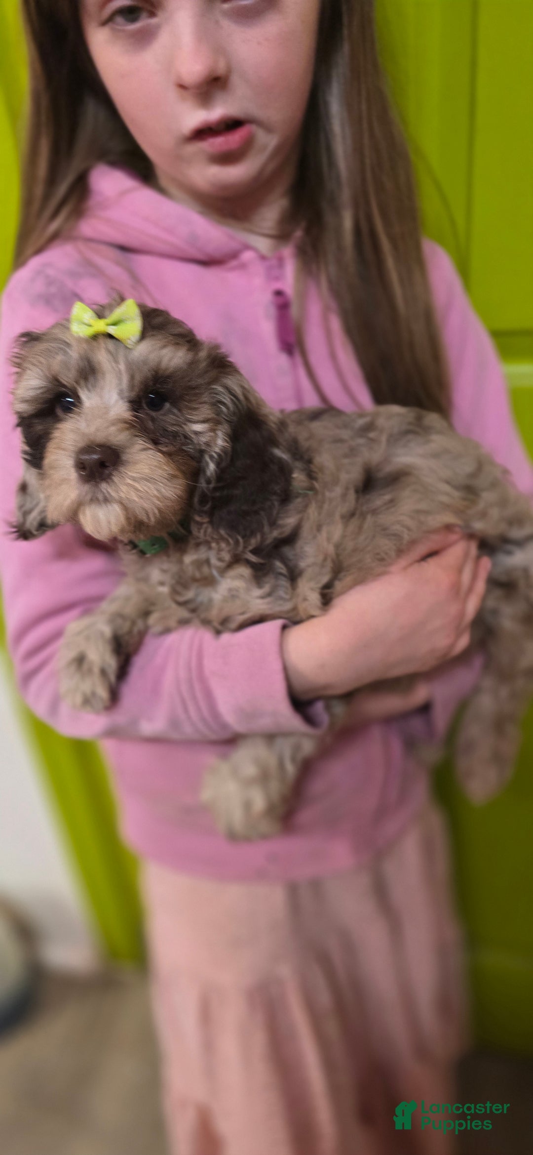 Mixed Breed dogs for sale: Prudence - Ad 3