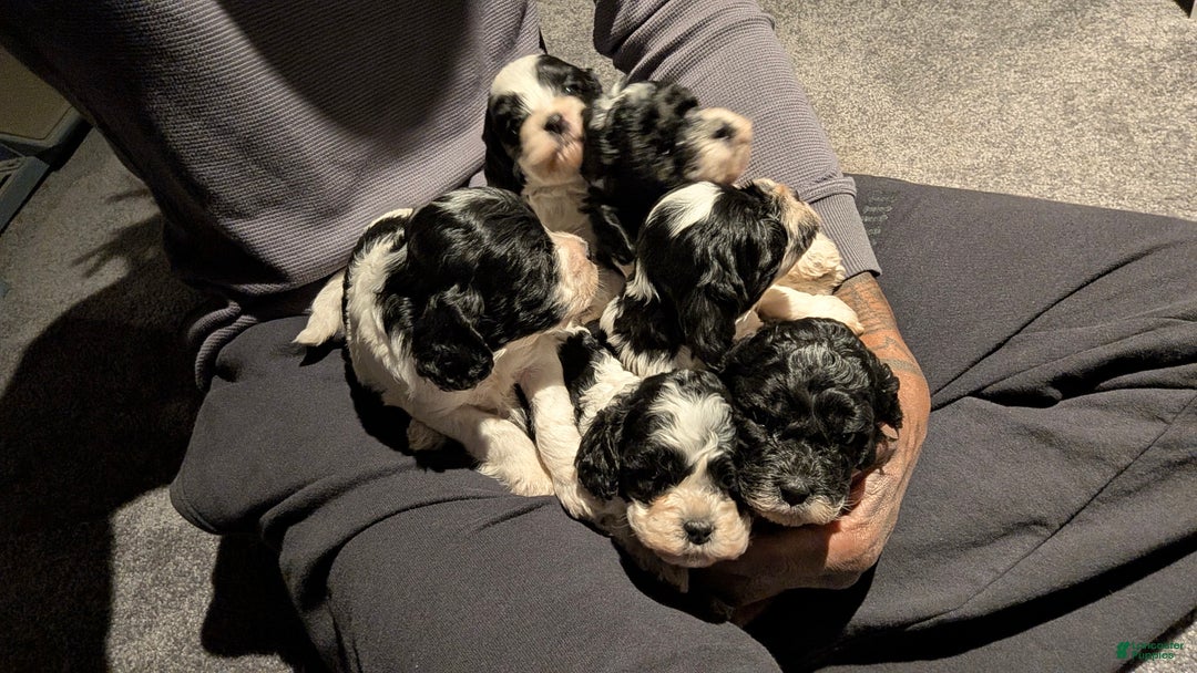 Cockapoo dogs for sale: Lucky (F2b) - Ad 4