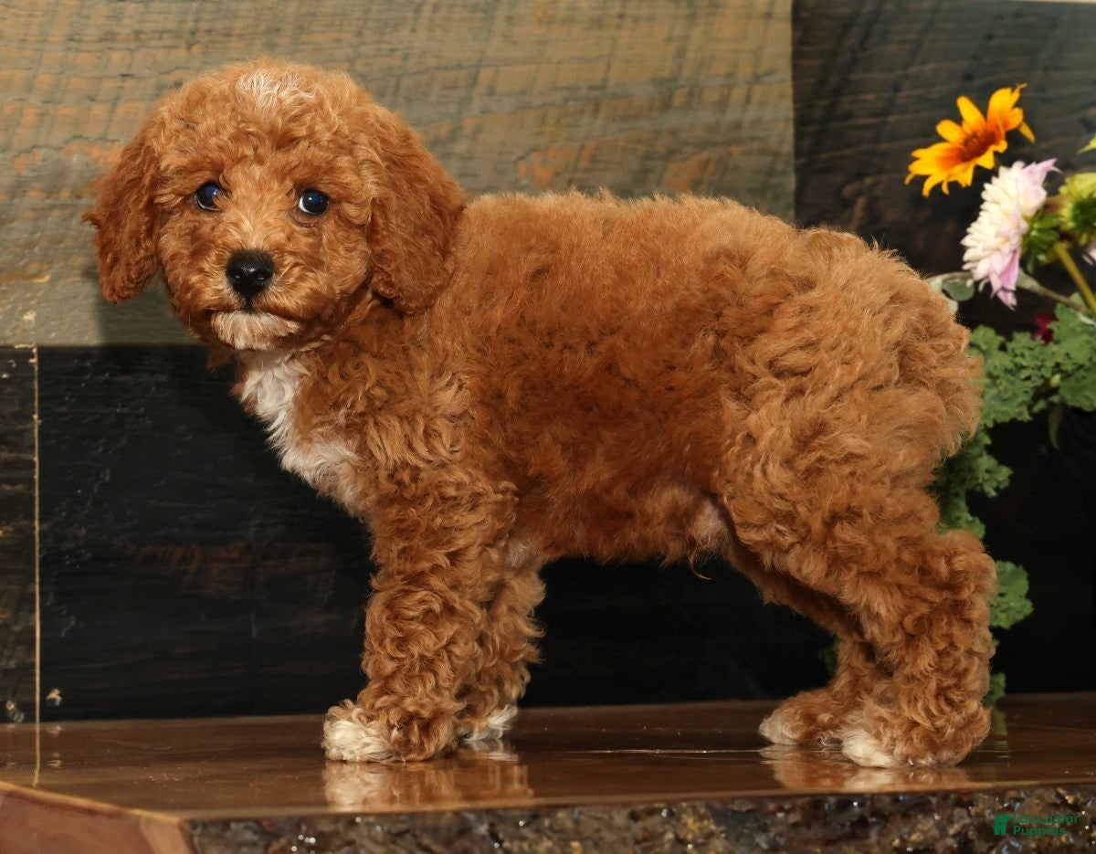 Miniature Poodle dogs Kyle - Ad 2
