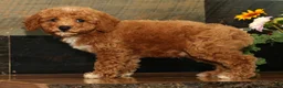 Miniature Poodle dogs for sale: Kyle - Ad 3