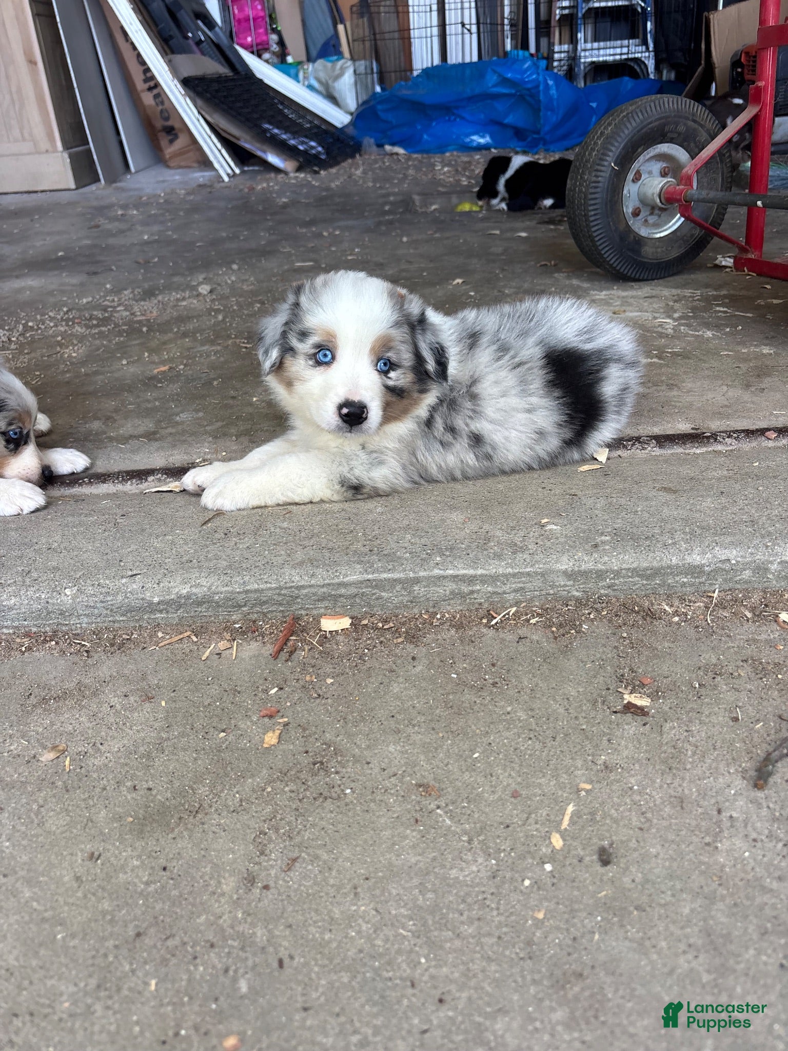 Australian Shepherd dogs Australian Shepherd 1 - Ad 3