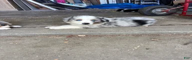 Australian Shepherd 1