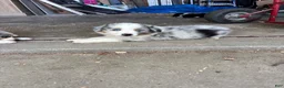 Australian Shepherd dogs for sale: Australian Shepherd 1 - Ad 1