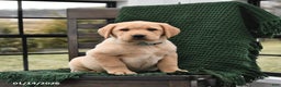 Labrador Retriever dogs for sale: Lucy - Ad 2