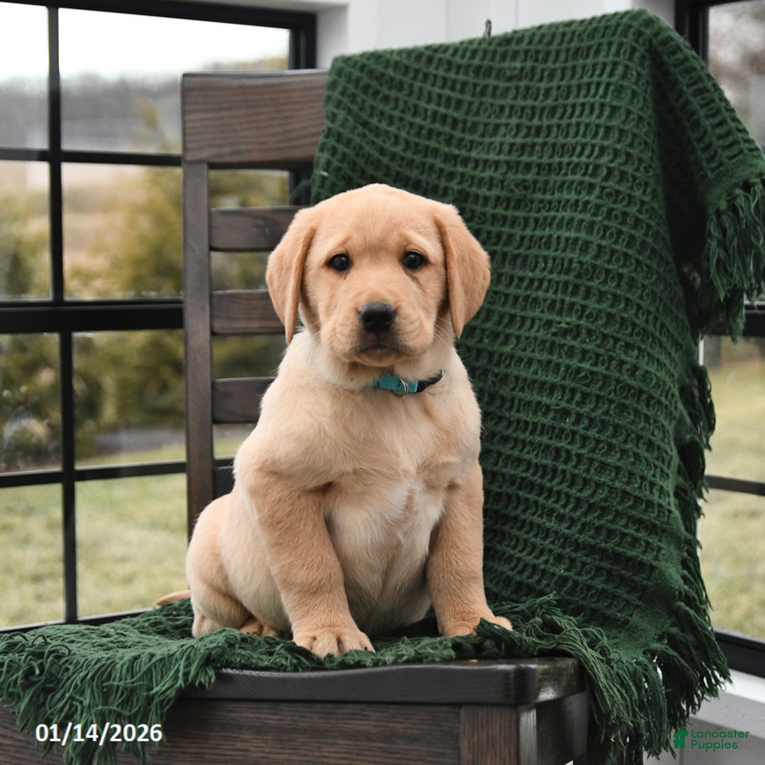 Labrador Retriever dogs for sale: Lucy - Ad 2