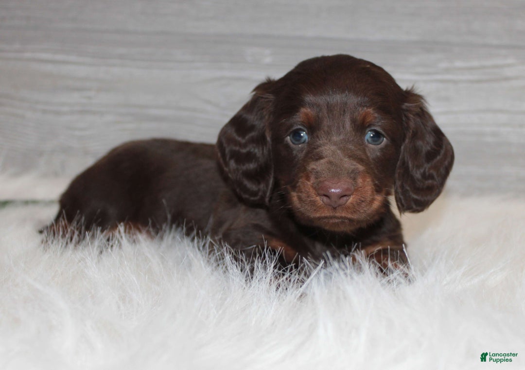 Dachshund dogs for sale: Benson - Ad 5