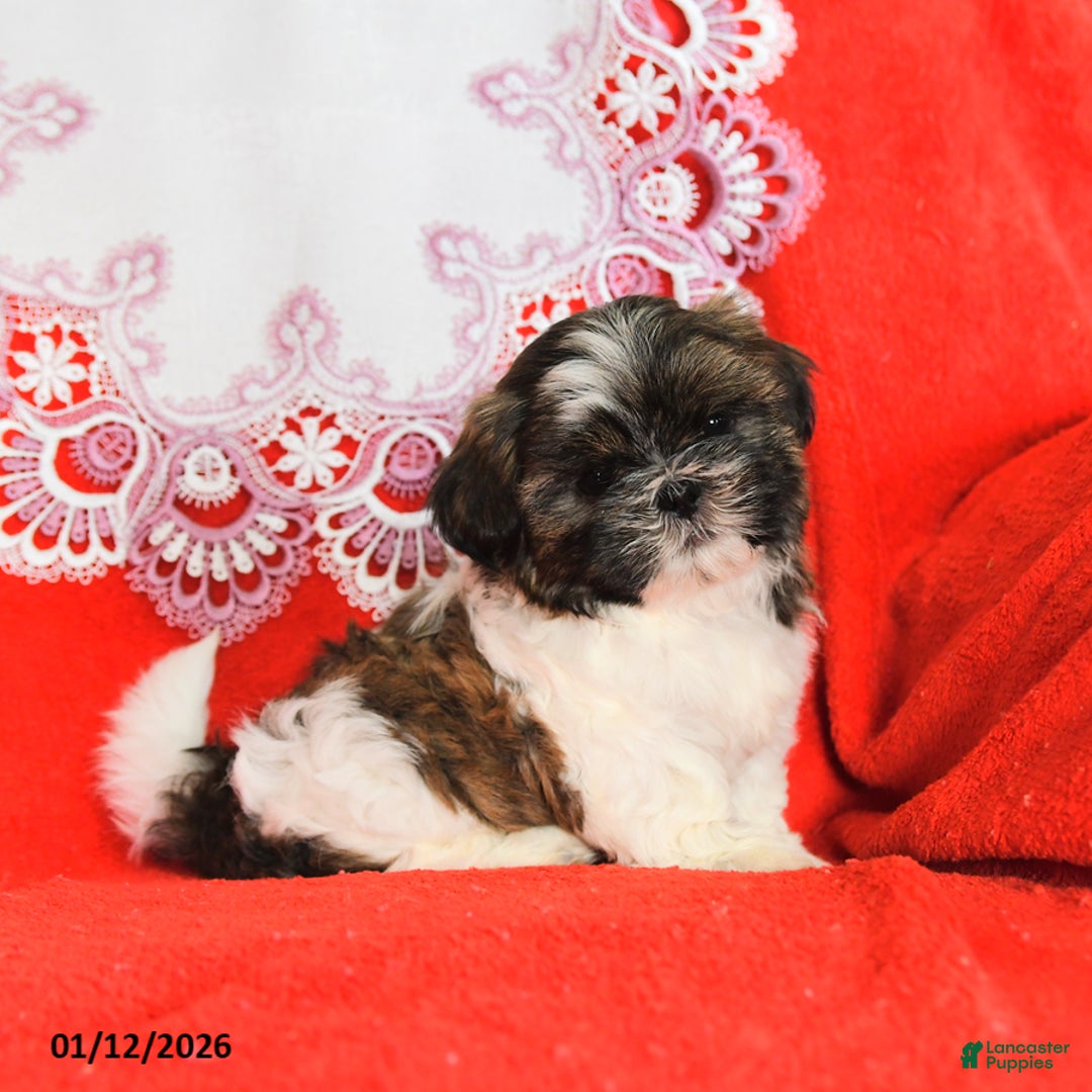 Shih Tzu dogs for sale: Yeti - Ad 4