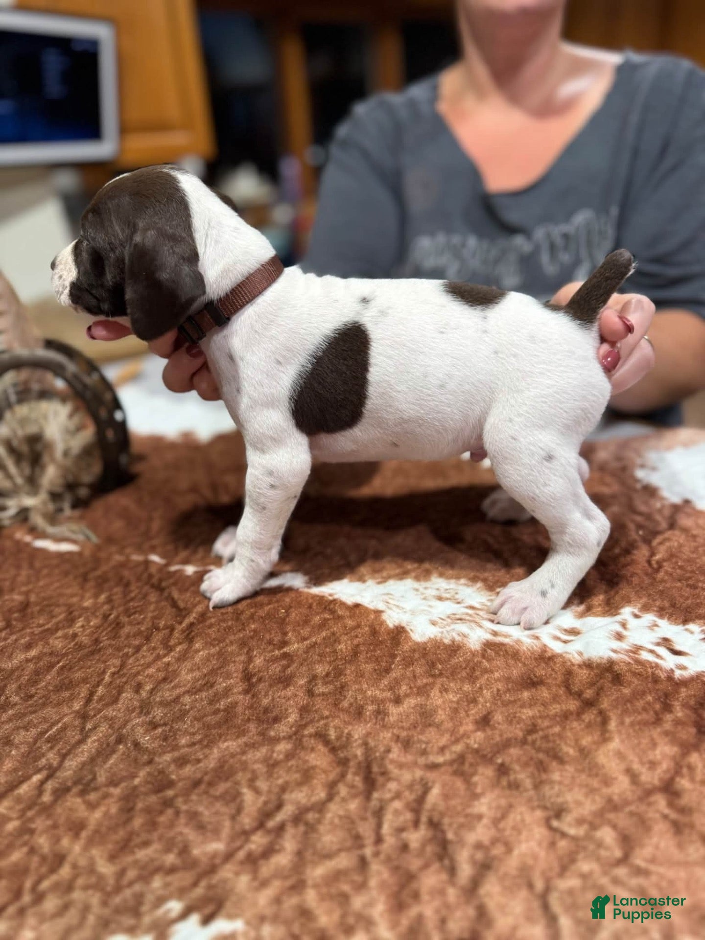 German Shorthaired Pointer dogs for sale: German Shorthaired Pointer 4 - Ad 8
