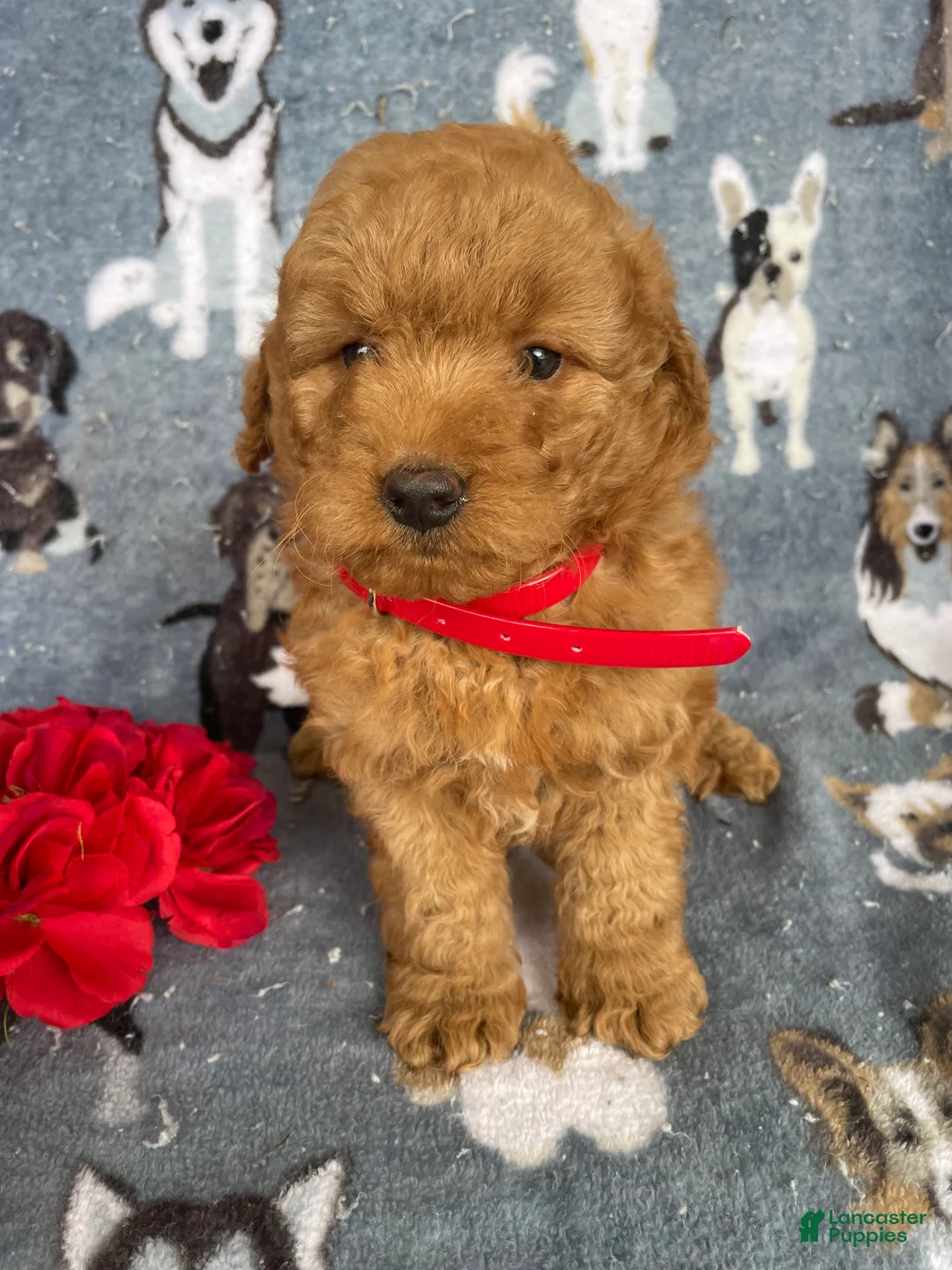 Miniature Poodle dogs for sale: Barney - Ad 1