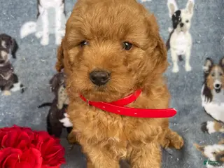 Miniature Poodle dogs Barney - Ad 12