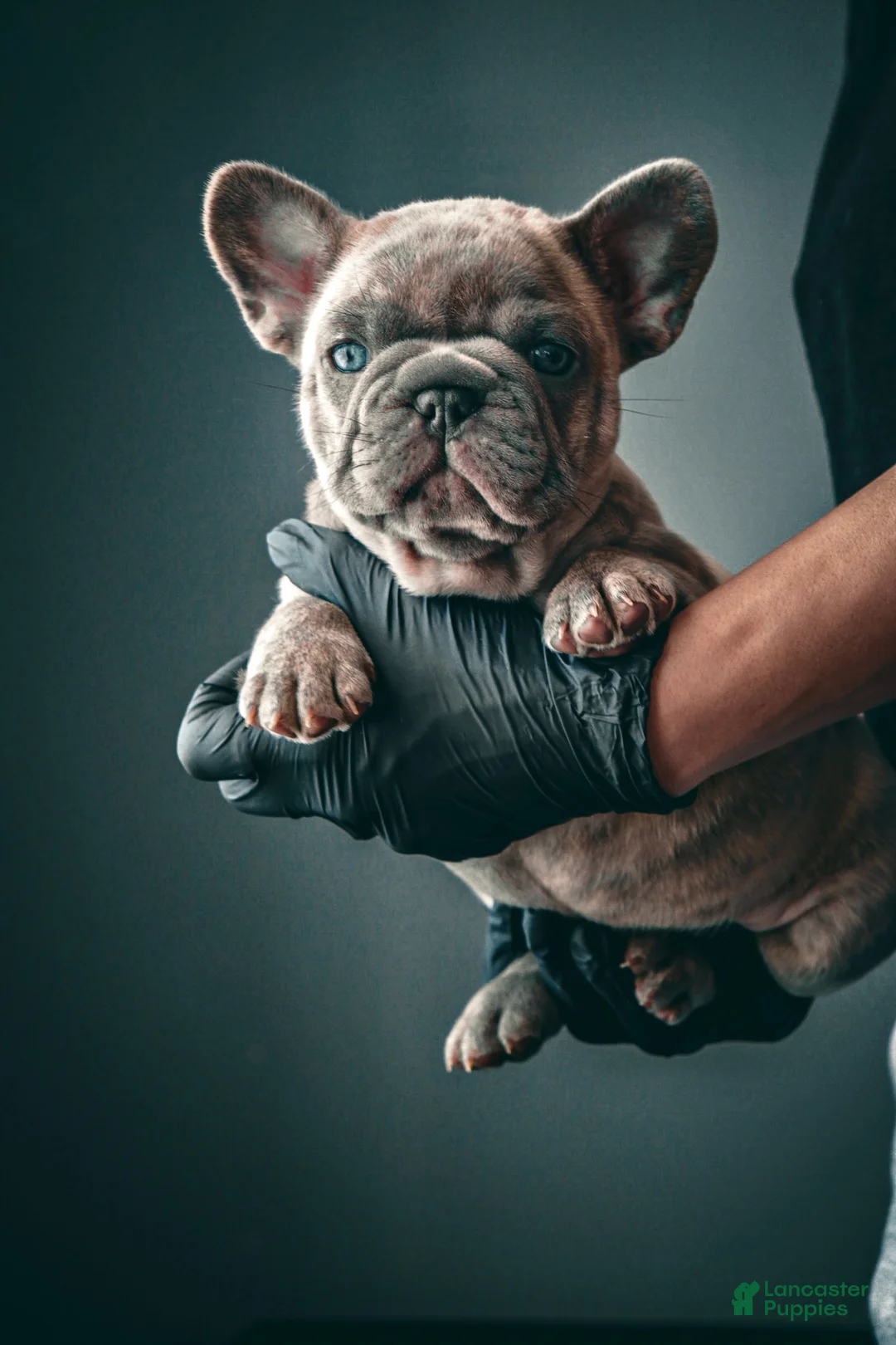 French Bulldog dogs for sale: Cooper - Ad 1