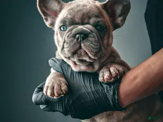 French Bulldog dogs for sale: Cooper - Ad 4