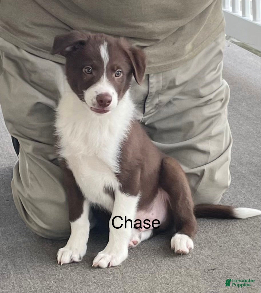 Border Collie dogs Border Collie Puppy 1 Chase - Ad 34