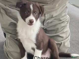 Border Collie dogs Border Collie Puppy 1 Chase - Ad 34