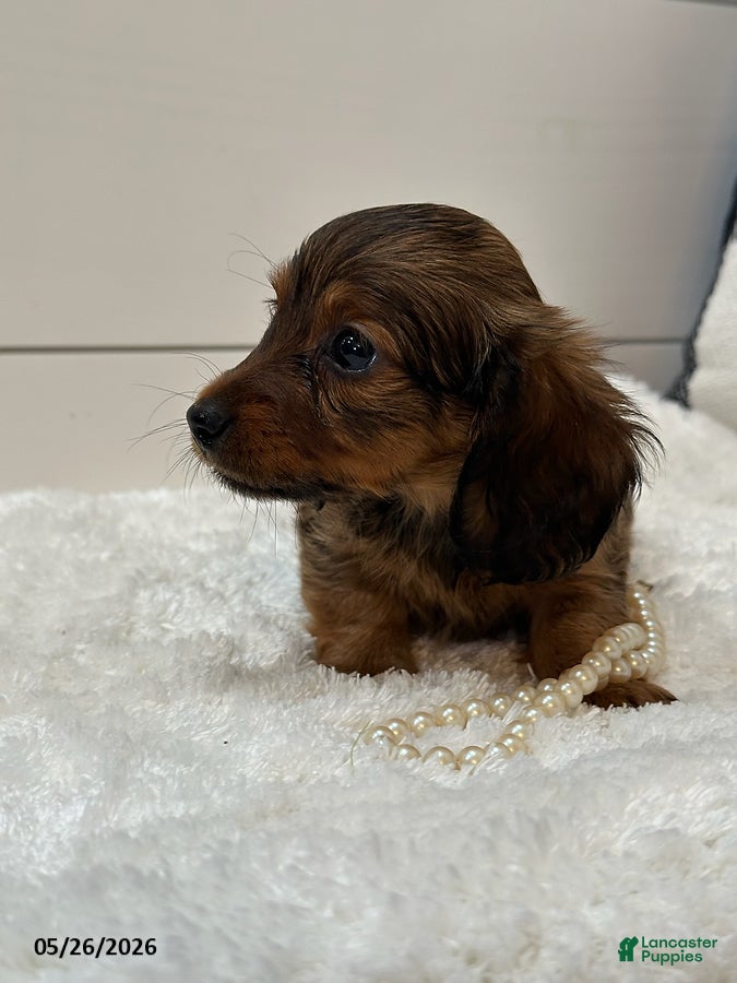 Miniature Dachshund dogs Ginger - Ad 2