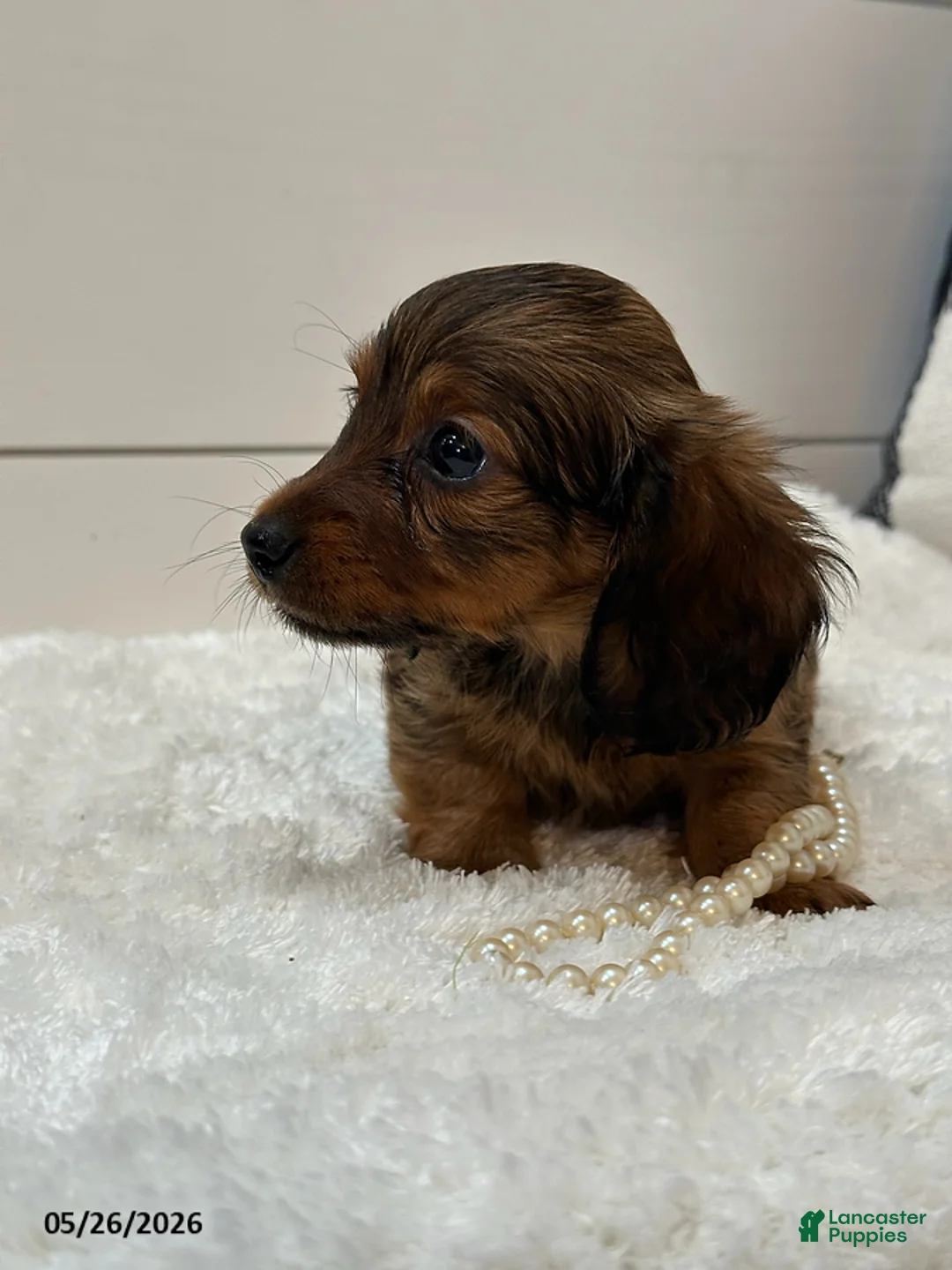 Miniature Dachshund dogs for sale: Ginger - Ad 2